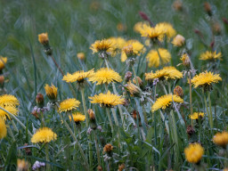 Tokina RMC 8/500mm (mirror)