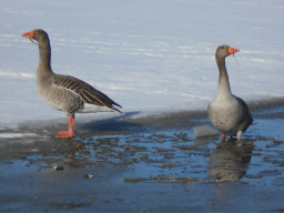 Wörthsee