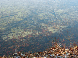 Wörthsee