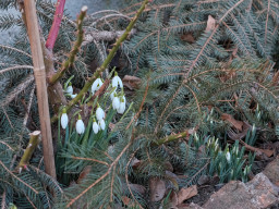 Schneeglöckchen