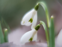 Schneeglöckchen