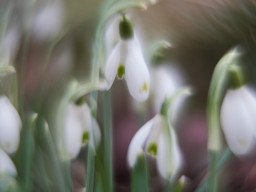 Schneeglöckchen