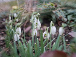 Schneeglöckchen