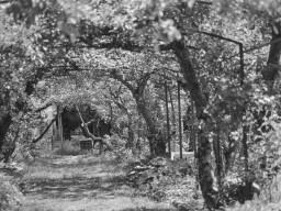Schacky Park